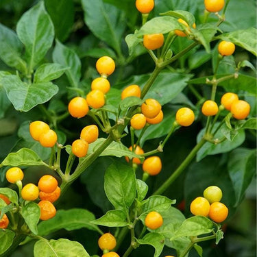 Aji Charapita Pepper Seeds - The Pepper Pantry (Formerly Marie Sharp's)